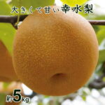 【ふるさと納税】 梨 幸水 千葉 8月 約5kg（目安3L・14個） 送料無料 数量限定 期間限定