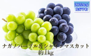 【ふるさと納税】【2022年秋発送 先行予約】長野市産ナガノパープル＆シャインマスカット詰合せ約1kg　※オンライン決済限定　【果物類・ぶどう・マスカット・フルーツ・果物】　お届け：2022年9月上旬〜10月中旬