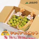 【ふるさと納税】シャインマスカット 2房 1.2kg以上《JAながの須高営農センター》■2022年発送■※10月上旬頃～10月下旬頃まで順次発送予定 フルーツ 果物 ぶどう ブドウ 葡萄