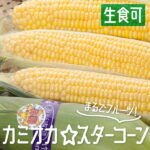 【ふるさと納税】《先行予約》《期間・数量限定》8月中旬から9月下旬お届け！まるでフルーツ！特別栽培トウモロコシ　激甘！極旨のスーパースイート系トウモロコシ「カミオカスターコーン」3kg！6〜8本お届け[B0107-b]10000円 1万円