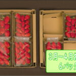 【ふるさと納税】 のらくら農園　のらくら農園の新鮮いちご・たっぷりセット