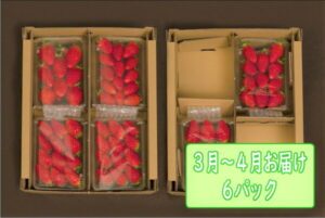 【ふるさと納税】 のらくら農園　のらくら農園の新鮮いちご・たっぷりセット