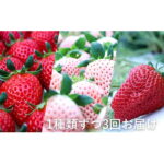 【ふるさと納税】＜BERRY＞濃厚な「伊賀のいちご」が毎月1種類届くセット（（1）紅ほっぺ（2）淡雪（3）よつぼし）各種約500g 3回連続お届け【クレジット限定/申込期限 2022年1月15日まで】　【定期便・いちご・イチゴ・紅ほっぺ】　お届け：2022年1月中旬〜5月上旬