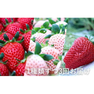 【ふるさと納税】＜BERRY＞濃厚な「伊賀のいちご」が毎月1種類届くセット（（1）紅ほっぺ（2）淡雪（3）よつぼし）各種約500g 3回連続お届け【クレジット限定/申込期限 2022年1月15日まで】　【定期便・いちご・イチゴ・紅ほっぺ】　お届け：2022年1月中旬〜5月上旬