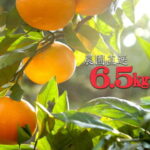 【ふるさと納税】早生みかん（ちょっと訳ありご家庭用）混合サイズ6.5kg　まごころ産直みかんより農園直送！ ※2021年11月中旬~2022年1月上旬頃に順次発送予定※北海道・沖縄・離島へのお届けは出来ません