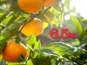 【ふるさと納税】早生みかん（ちょっと訳ありご家庭用）混合サイズ6.5kg　まごころ産直みかんより農園直送！ ※2021年11月中旬~2022年1月上旬頃に順次発送予定※北海道・沖縄・離島へのお届けは出来ません