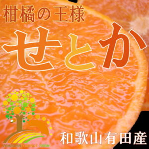 【ふるさと納税】とろける食感！ジューシー　柑橘の王様　せとか　約2kg【予約】※3月上旬頃より順次発送(お届け日指定不可)※離島不可（北海道、沖縄本島も不可）