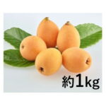 【ふるさと納税】なつたより（びわ）約1kg さぬき産フルーツ　【果物類・フルーツ・びわ・枇杷・なつたより・約1kg】　お届け：2022年5月下旬〜6月中旬