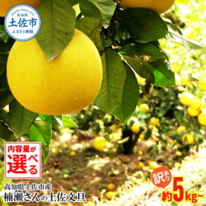 【ふるさと納税】楠瀬さんの土佐文旦 訳あり 約5kg 約10kg 約5キロ 約10キロ 4L~L ぶんたん ブンタン フルーツ 柑橘 みかん 果物 くだもの 柑橘類 デザート おやつ わけあり ご自宅用 ご家庭用 お取り寄せ 国産 常温 配送 故郷納税 ふるさとのうぜい 返礼品 高知県 土佐市