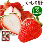 【ふるさと納税】いちご かおり野 プレミアム 300g×4パック 合計1.2kg 苺 果物 フルーツ 福岡県産 九州産 送料無料【2022年2月下旬より順次発送予定】