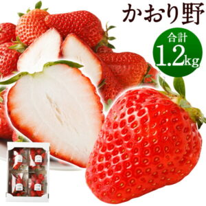【ふるさと納税】いちご かおり野 プレミアム 300g×4パック 合計1.2kg 苺 果物 フルーツ 福岡県産 九州産 送料無料【2022年2月下旬より順次発送予定】