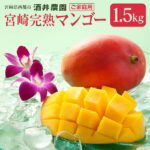 【ふるさと納税】酒井農園 完熟マンゴー1.5kg「訳あり」ご家庭用 宮崎県 西都市【先行予約】