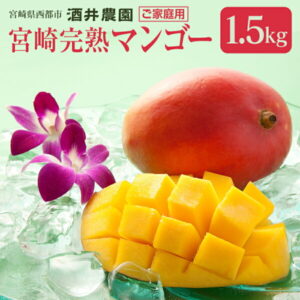 【ふるさと納税】酒井農園 完熟マンゴー1.5kg「訳あり」ご家庭用 宮崎県 西都市【先行予約】