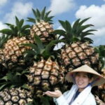 【ふるさと納税】【2022年発送】★西表島ふる〜つらんど★美味しさギュッと！小玉 ピーチパイン 約4kg（7〜10玉）　【果物詰合せ・フルーツ・ピーチパイン】　お届け：2022年4月下旬〜6月下旬